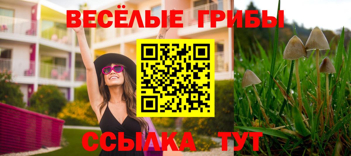 Псилоцибиновые грибы мицелий  магазин    Вход с VPN  Братск  Псилоцибиновые грибы Cubensis 